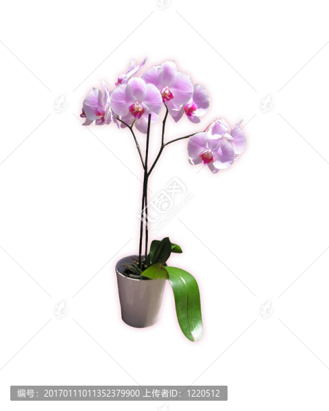 蘭花在花瓶