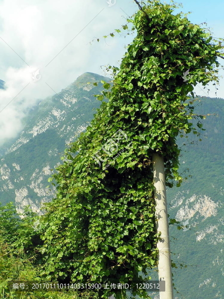 常春藤爬燈
