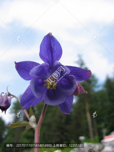 高山鐘花