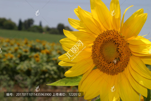 向日葵