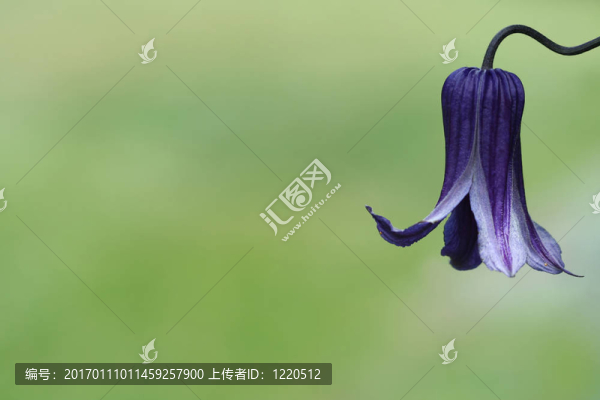鐵線蓮