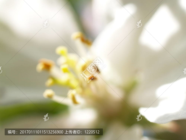 蘋果樹blossum