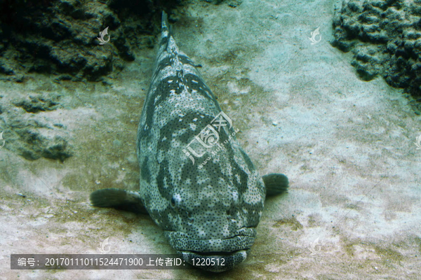 石斑魚