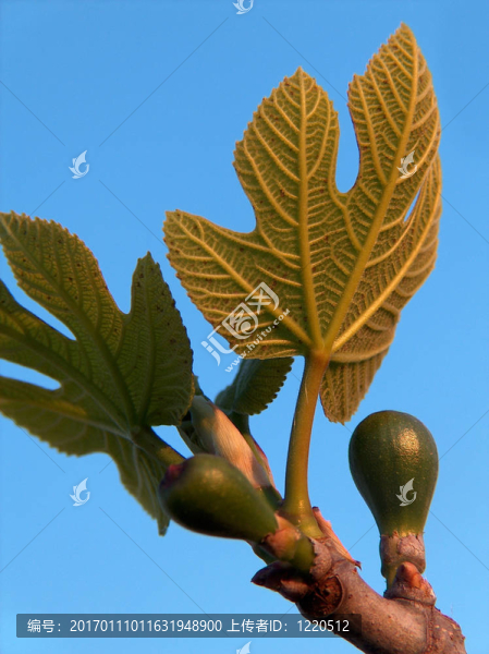 無(wú)花果樹