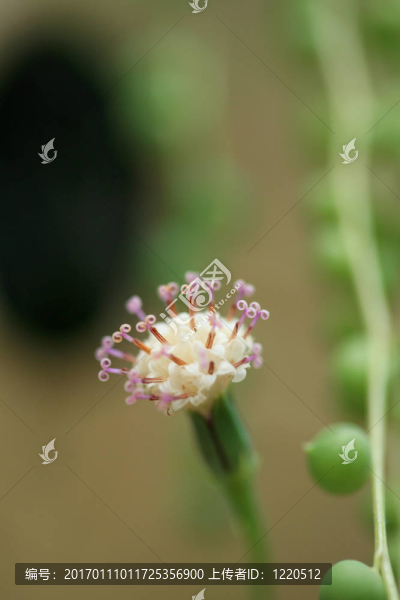 rowleyanus,-菊科千里光（宏觀）