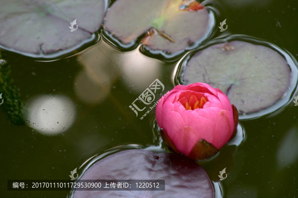 Waterlily（Nymphaea）