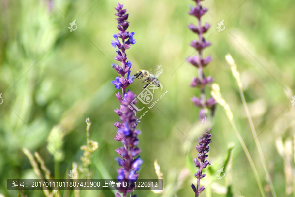 蜜蜂28