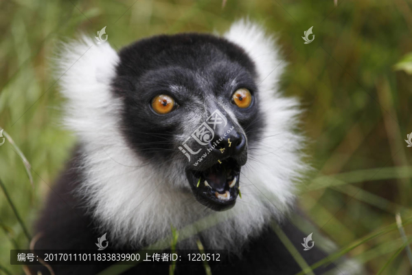 領狐猴在七月2007