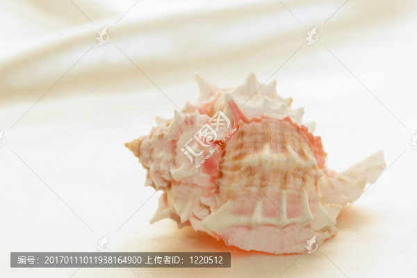 粉紅尖尖的海螺