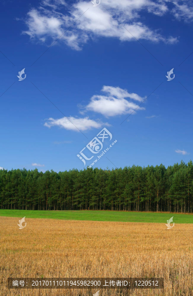 麥田