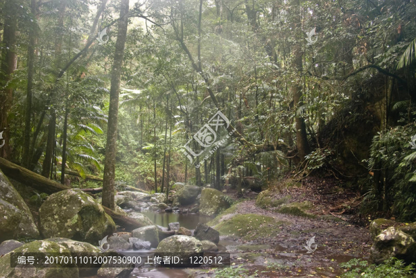 雨林