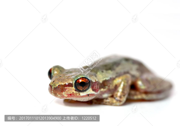 青蛙在白色