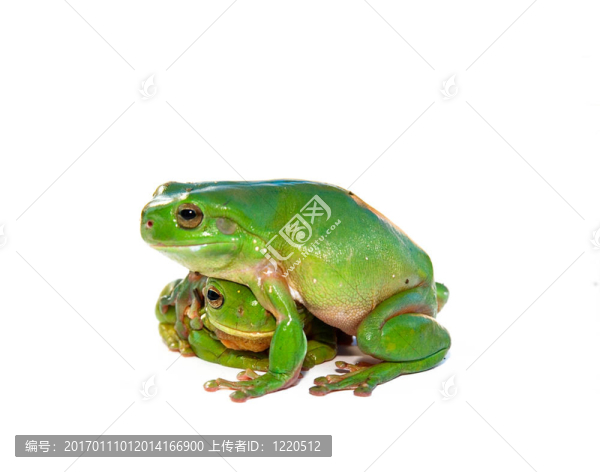 青蛙被安慰-匯圖網(wǎng) www.fosd68.com 青蛙被安慰