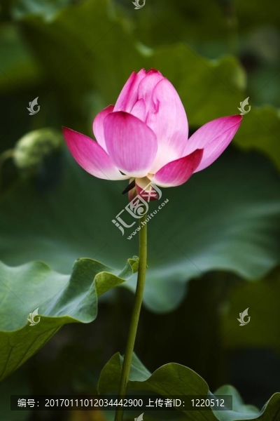 蓮花