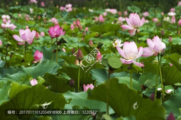 蓮花