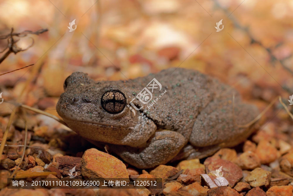 資格