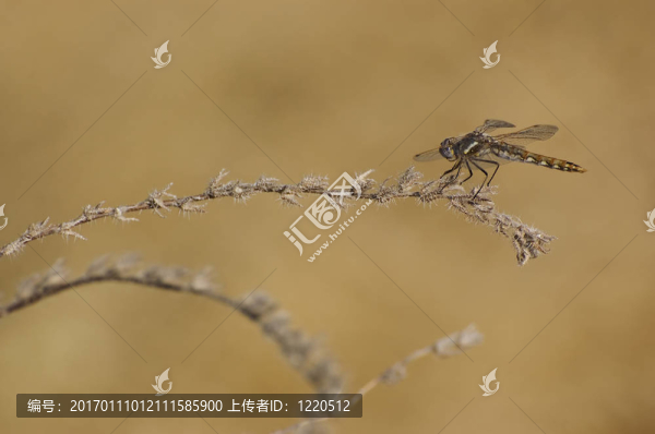 四發(fā)現(xiàn)撇渣器