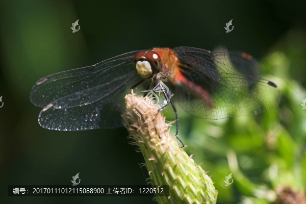雙翅膀