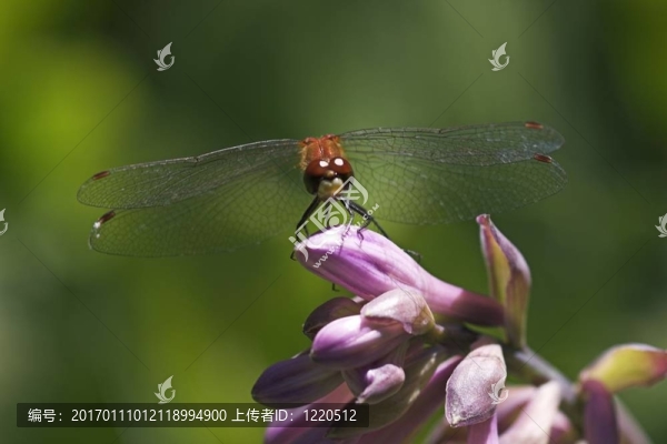 蜻蜓