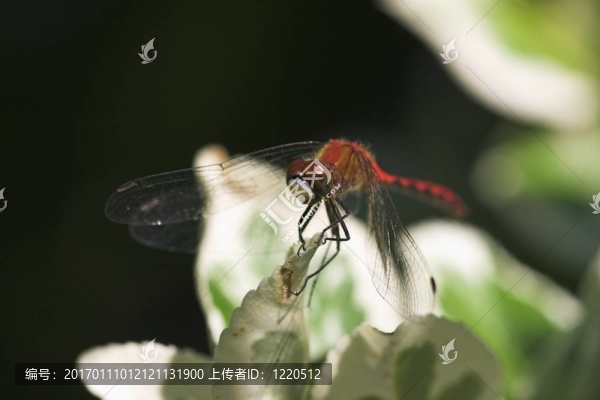 紅蜻蜓皮具