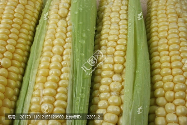 玉米棒子