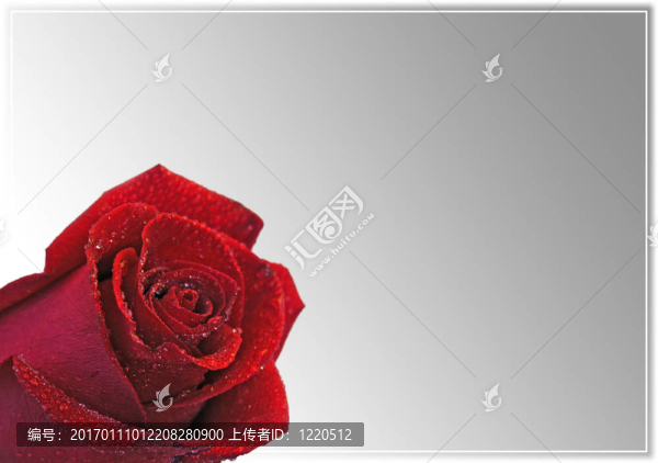 紅玫瑰的明信片