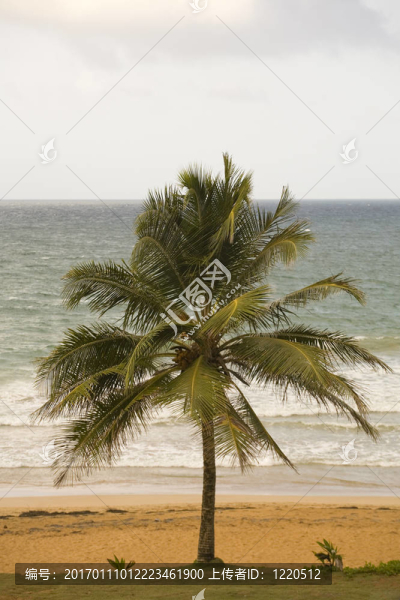 棕櫚樹(shù)的海灘；盧基約；波多黎各
