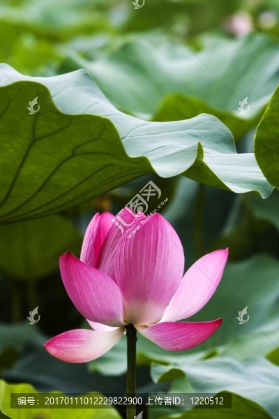 蓮花
