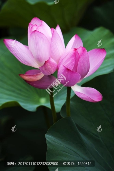 蓮花-匯圖網(wǎng) www.fosd68.com 蓮花