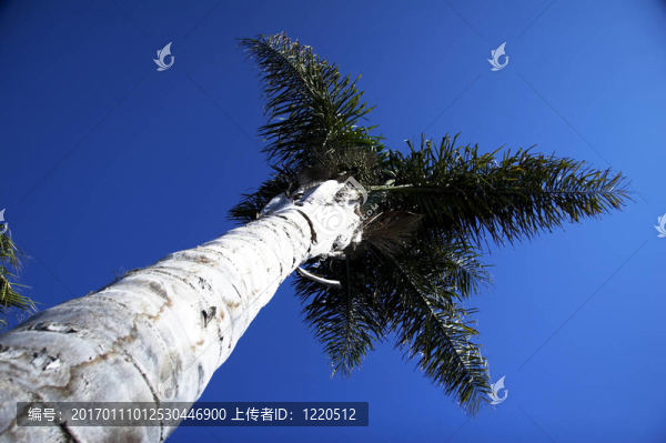 棕櫚樹(shù)