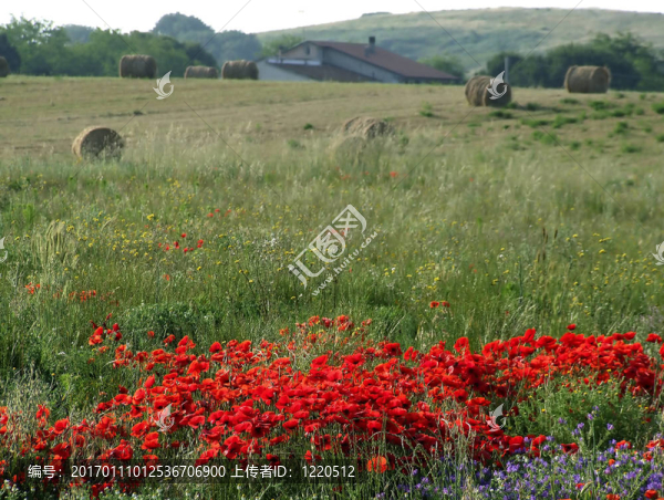罌粟花景觀