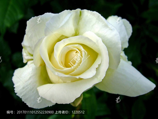 玫瑰花蕾