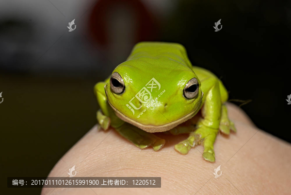 綠樹蛙