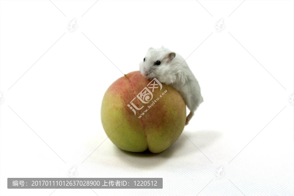 老鼠和桃子