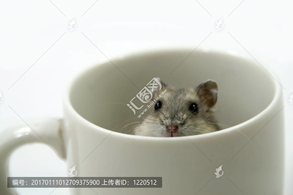 鼠標在杯