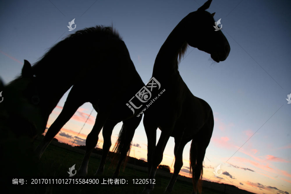 馬