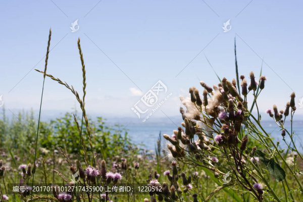 湖