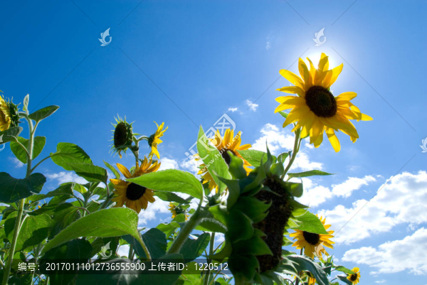 太陽里的向日葵