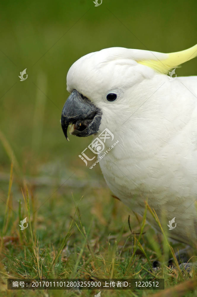 白色鳳頭鸚鵡
