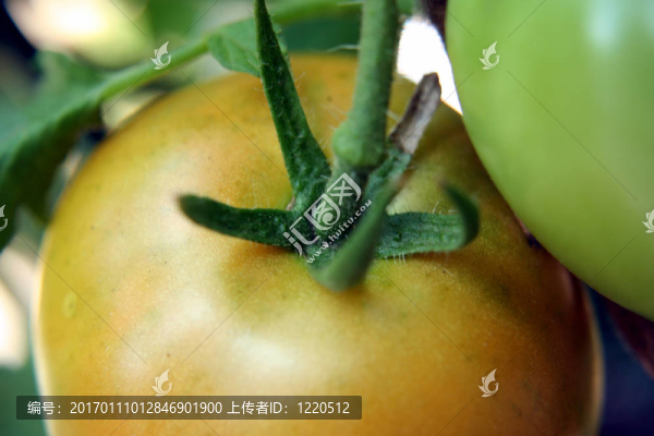 把番茄