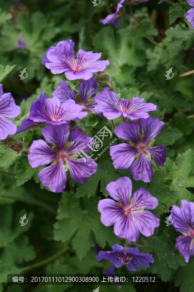 天竺葵老鸛草叫g(shù)ravetye-匯圖網(wǎng) www.fosd68.com 天竺葵老鸛草叫g(shù)ravetye