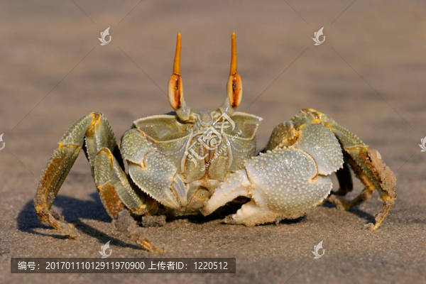 鬼蟹