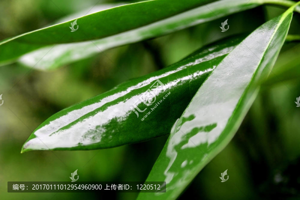 杜鵑花