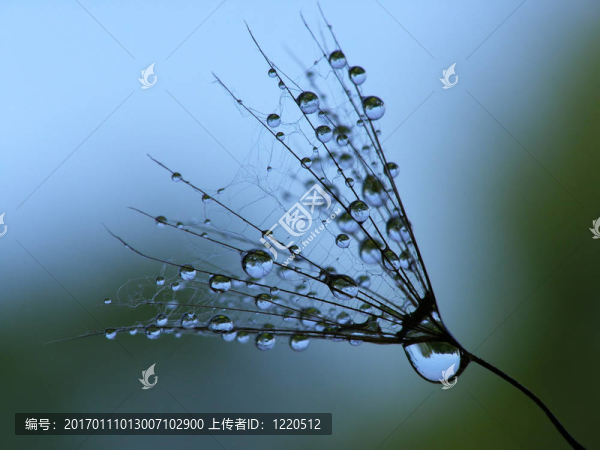 濕的蒲公英種子