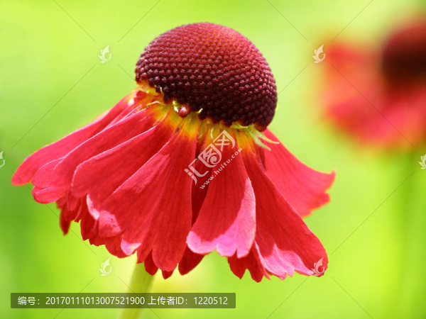紫錐菊