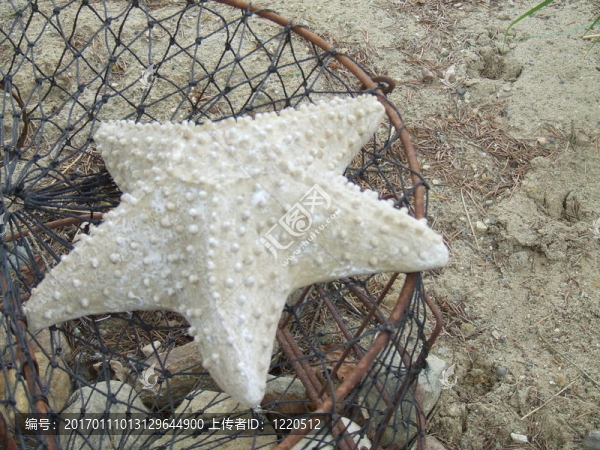 網(wǎng)中的明星魚
