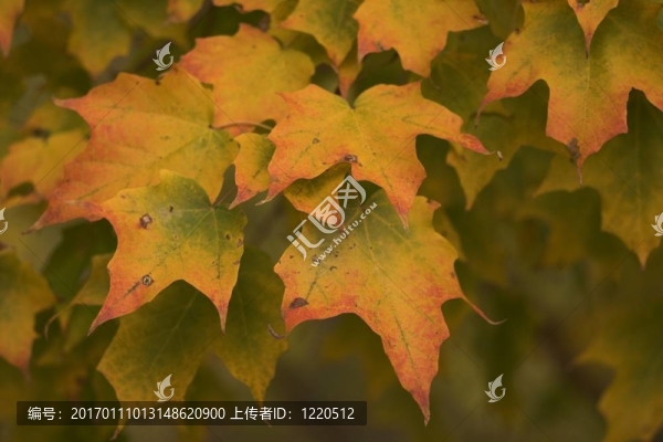 改變楓