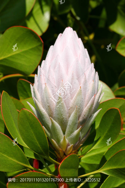 淡粉色的國(guó)王海神花-匯圖網(wǎng) www.fosd68.com 淡粉色的國(guó)王海神花