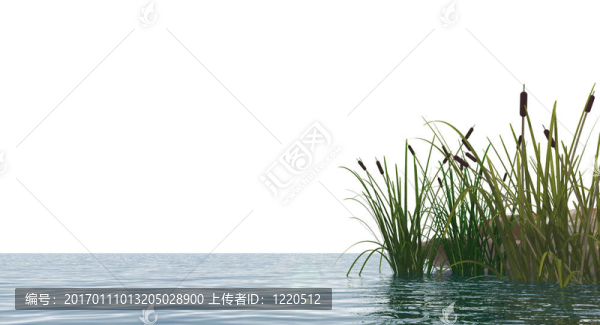 蘆葦