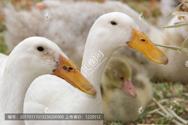 兩只鴨子